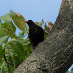 Turdus merula