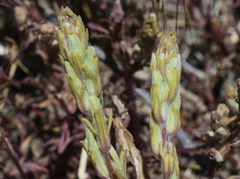 Castilleja plagiotoma