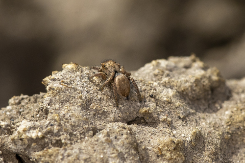 iNaturalist observation photo of Habronattus pyrrithrix
