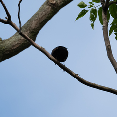 Turdus merula