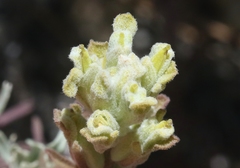 Castilleja plagiotoma