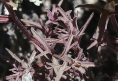 Castilleja plagiotoma