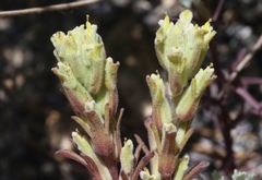 Castilleja plagiotoma