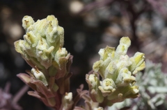 Castilleja plagiotoma