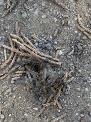 Myrmecocystus mendax