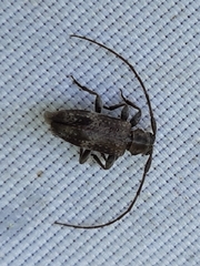 Exocentrus adspersus