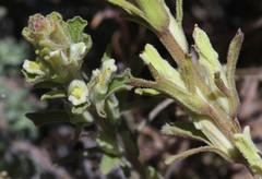 Castilleja plagiotoma