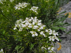 Hormathophylla halimifolia