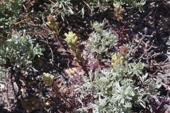 Castilleja plagiotoma
