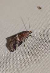 Acrobasis marmorea