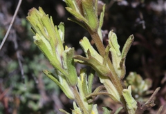 Castilleja plagiotoma