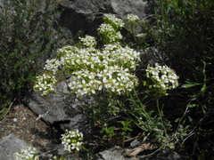 Hormathophylla halimifolia