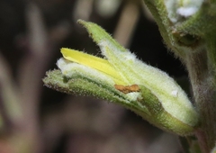 Castilleja plagiotoma