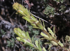 Castilleja plagiotoma