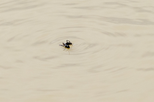 iNaturalist observation photo of Typical Spider Wasps