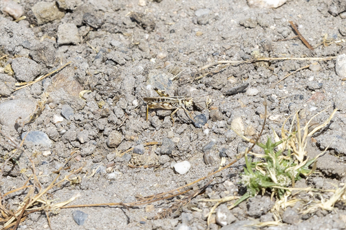 iNaturalist observation photo of Clear-winged Grasshopper