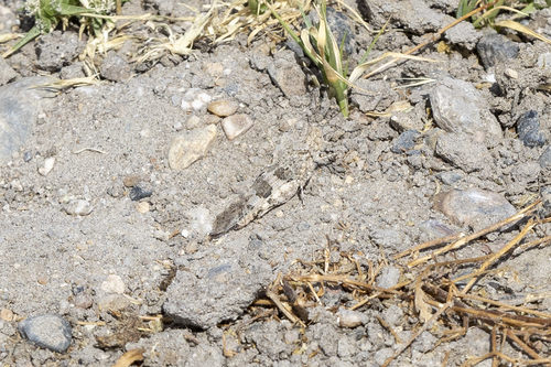 iNaturalist observation photo of Pallid-winged Grasshopper