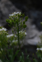 Hormathophylla halimifolia