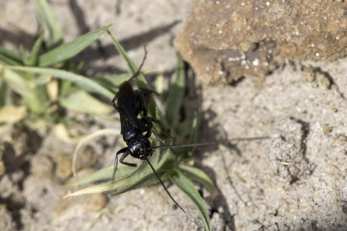 iNaturalist observation photo of Typical Spider Wasps