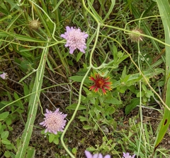 Sixalix atropurpurea