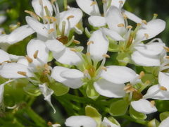 Hormathophylla halimifolia
