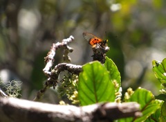 Acraea masamba