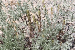 Castilleja plagiotoma