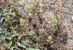 Castilleja plagiotoma