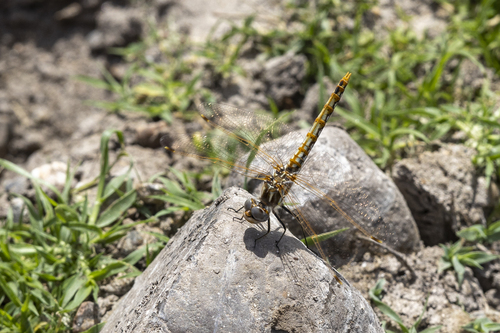 iNaturalist observation photo of Variegated Meadowhawk