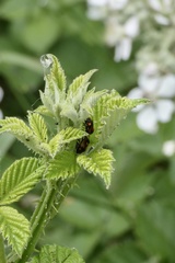 Deraeocoris schach