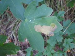 Heterarthrus leucomela