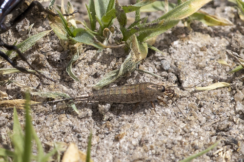 iNaturalist observation photo of Jumping Bristletails