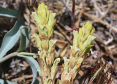 Castilleja plagiotoma