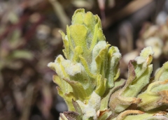 Castilleja plagiotoma