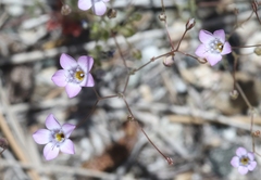 Gilia ochroleuca