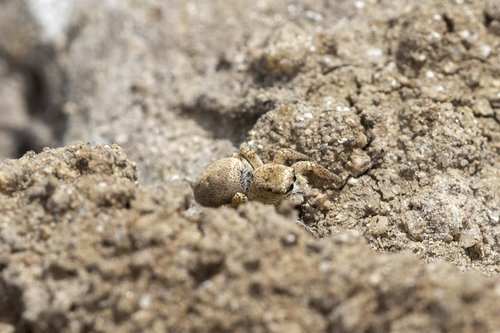 iNaturalist observation photo of Paradise Jumping Spiders