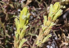 Castilleja plagiotoma