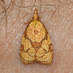 Cenopis reticulatana