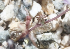 Gilia ochroleuca