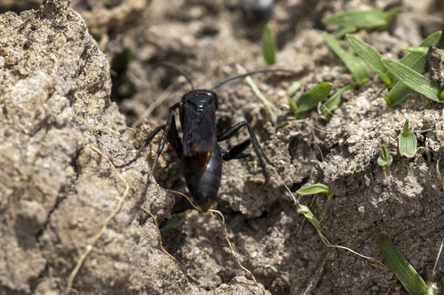 iNaturalist observation photo of Blue-black Spider Wasps