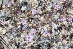 Gilia ochroleuca