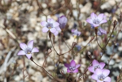 Gilia ochroleuca