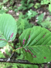 Acalitus longisetosus