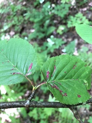 Acalitus longisetosus