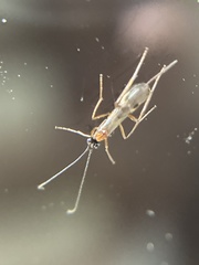 Braconidae