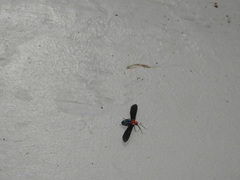Psoloptera thoracica