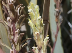 Castilleja plagiotoma