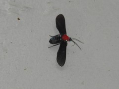 Psoloptera thoracica