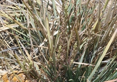 Castilleja plagiotoma