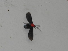 Psoloptera thoracica